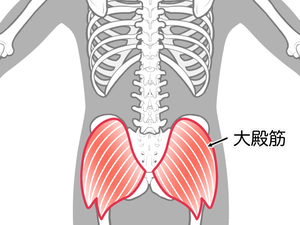 デッドバット症候群大臀筋