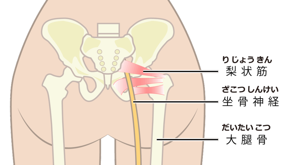 大田区坐骨神経整体